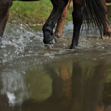 Randonnée à cheval