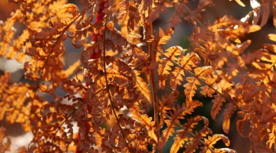Générique Automne - 49 - FMA - ©FDelépine