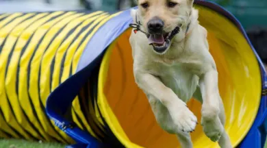 AGILITY - KATRIN B DE PIXABAY