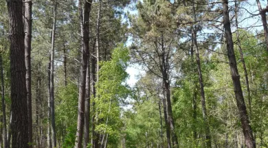 Boudré Fête de la Diversité - Laura Bellanger