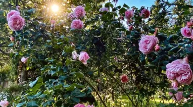 Jardins de la Closerie_Huillé - Laura BELLANGER