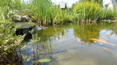 Morannes - Ferme aquacole 6 (Copier) - Ferme Aquacole d'Anjou