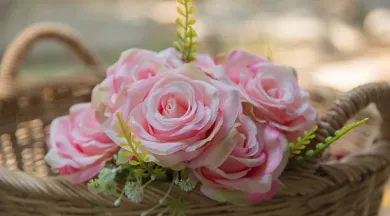 Atelier distillation rose - Pixabay