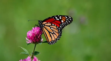 Animation Biodiversité Montreuil 050725 - Pixabay