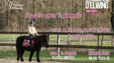 Stage Poney Huille lezigne - Les écuries d'Elwing