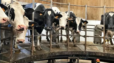 Traite_ouverte_LesP'tits_brillets-49-FMA-photo3 - ©Les P'tits Brillets