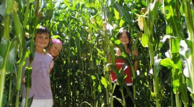 labyrinthe (6) Didillon - Didillon