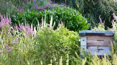p9-ruche (2) - Jardins des Renaudies