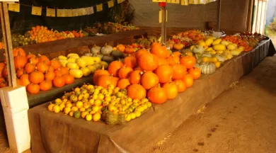 fete-des-citrouilles-jardins-des-renaudies-colombiers-du-plessis-mayenne-53 - Jardins des Renaudies