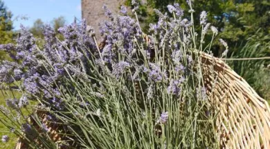 Mesnie de laFerté Clairbois - lavande - © Asso la Mesnie de la Ferté Clairbois
