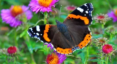 Animations Petites Bêtes, Amies du jardinier Les Jardins des Renaudies 5 - Pixabay