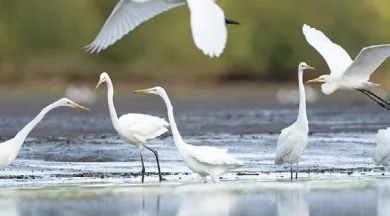 Le lac abaissé - Conseil Départemental La Mayenne