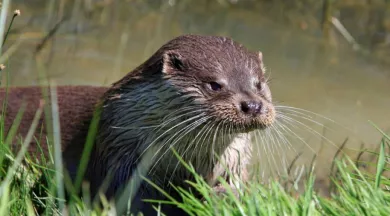 P29-PIXABAY-Loutre - PIXABAY
