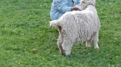 Asinerie Bois Gamats 020 - ©Caroline Lusseaud