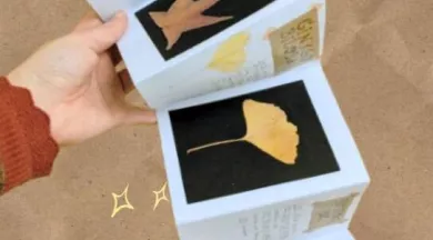 Herbier Leporello - Le Reflet