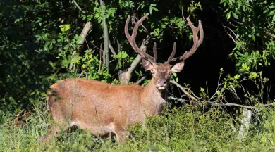 Cerf élaphe - JF Arcanger