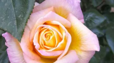 Flore - JP