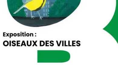 affiche de l' exposition Oiseau des villes  - Réseau Lecture