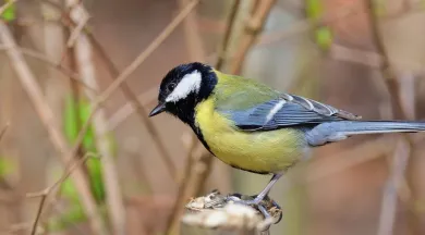 great-tit-7948318_1280 - Pixabay