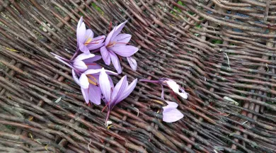 Fleurs de Safran - CCMA