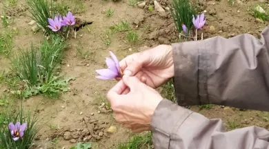 Fleurs de Safran - CCMA