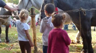 FMA72-fête-âne-cheval-percheron-arche-2012-le-mans-2 - Ville du Mans