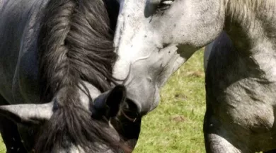 FMA72-fete-ane-et-cheval-percheron-arche-le-mans-1 - Gilles Moussé - Ville du Mans