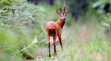 chevreuil  - daniel girard