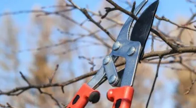 trees-7941402_640 - cg