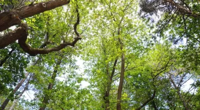 Arbres de l'Arche de la nature - Ville du Mans
