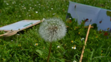 2025-04_atelier-explorateur-de-la-nature - Ile MoulinSart