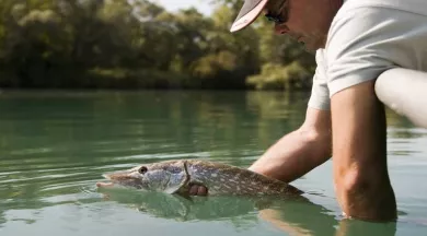 Pêche du carnassier - FDP72
