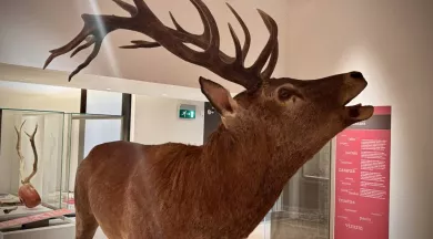 CP - expo animaux (9) - © Ville du Mans