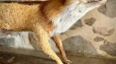 CP - rdv scientifique être un animal naturalisé au musée (2) - © Ville du Mans