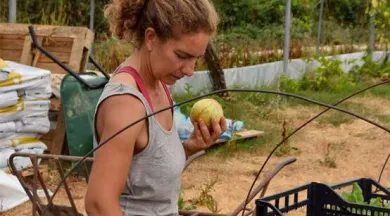 fenouil-biocoop-magasin-bio-le-mans-producteur-local-maraicher-ferme-petit-fouillet-7 - fenouil biocoop