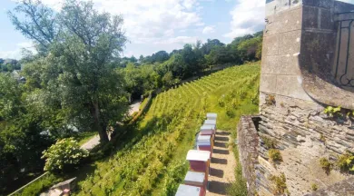 Angers, côté vigne: visite insolite à l'Abbaye Saint-Nicolas_Angers_3 - Destination Angers