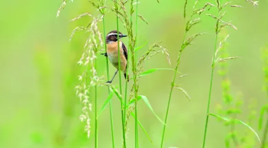 Tarier des prés_1 - Louis-Marie Préau