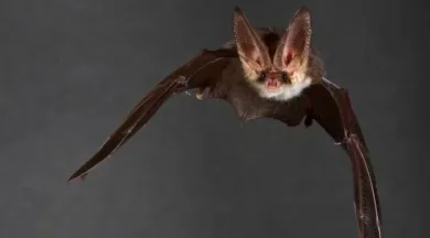 Visite thématique : Une nuit avec les chauves-souris_Angers_1 - Domaine National du Château d'Angers