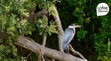 Croisière ornithologique Loire-Odyssée_Loire-Authion_1 - Etienne Begouen