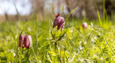 Goganes_1 - Mairie de Rives-du-Loir-en-Anjou