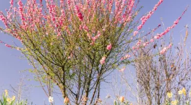 Rives-du-Loir-en-Anjou_1 - Mairie de Rives-du-Loir-en-Anjou