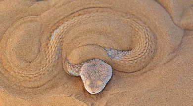 Règne animal_1 - Louis-Marie Préau