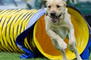 AGILITY - KATRIN B DE PIXABAY