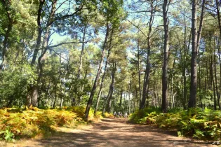 foret chambiers Site Internet OT - Laura Bellanger