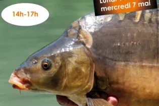 Affiche method feeder Montreuil sur Loir avril 2025 - Fédération Pêche Maine et Loire