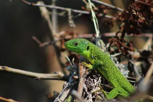 RDV_nature_2026_decouverte_des_reptiles 072026 - DEP49