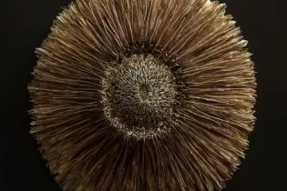 expo rHistoires Naturelles ©Cathy Hirchenhahn - ©Cathy Hirchenhahn
