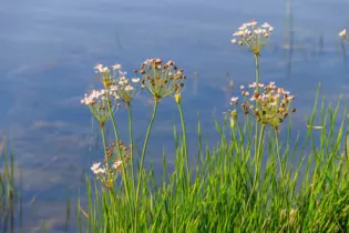 des plantes et des hommes - Stocklib_StPierre