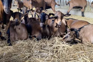 la chevrerie du maine - ©Pays Meslay-Grez