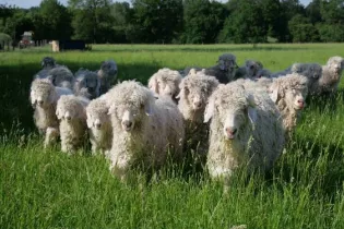 mohair du maine - ©Mohair du Maine
